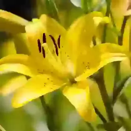 Lilies